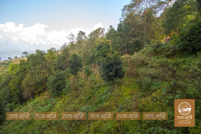 4 Ropani Land On Sale at KhariBhanjyang , Nuwakot.