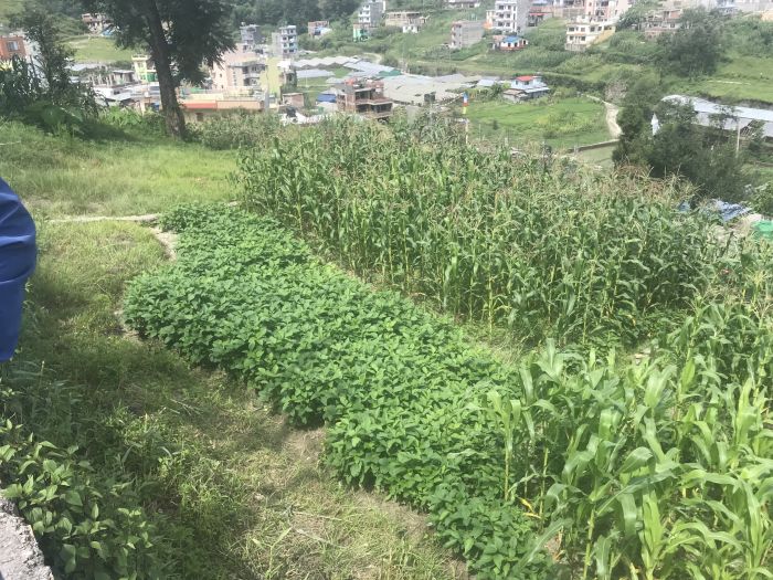 Land for sale in  padamsal, kavresthali