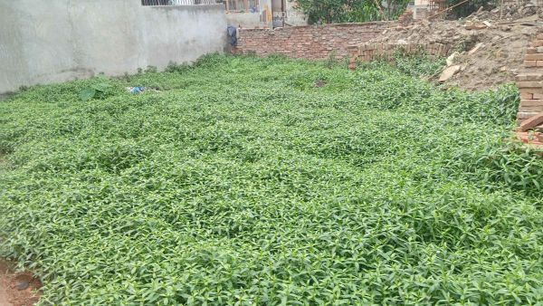 Land on sale at Tikathali, Imadol Land on sale at Tikathali, Imadol
