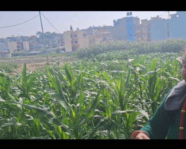 Jagga bikrima ,, emergency sasto ma if chadai contact garema