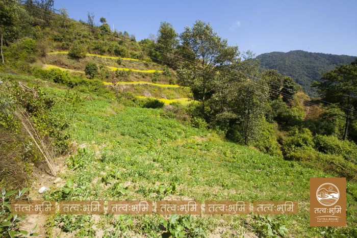 1 Ropani Land On Sale at Okharpauwa, Nuwakot