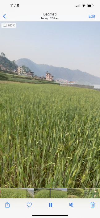 Godavari  Single plot 26 Anna, Land for sale - Negotiable