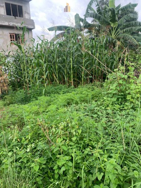 Land on sale at Dhapakhel, Lalitpur Land on sale at Dhapakhel, Lalitpur