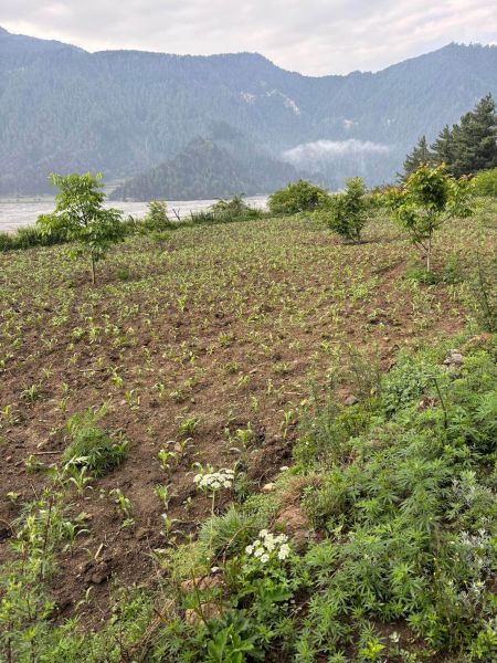 Farm house and farmland 
