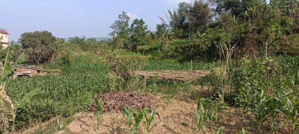 HOUSE FOR SALE IN JAMUNE, TANAHUN.