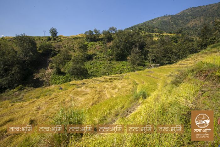 18 Ropani land on Sale at Mulabari, Nuwakot