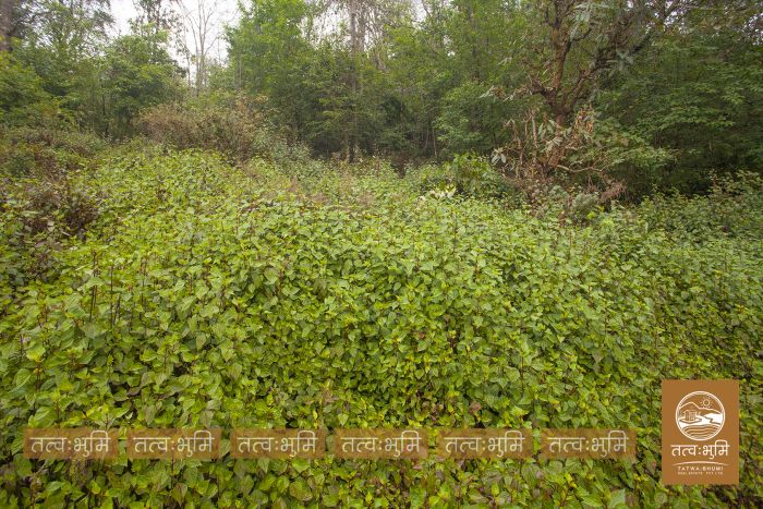 10 Ropani land in Ranipauwa for Sale.