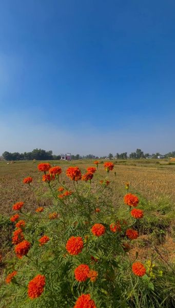 Residential Land Sale - Sub Metropolitan City - Dhangadhi