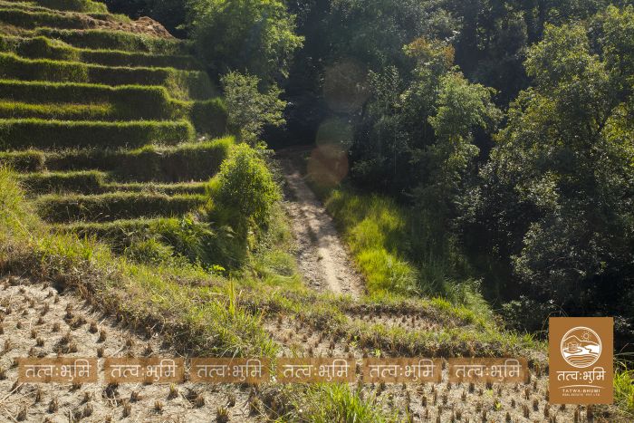 6 Ropani land on Sale at Mulabari, Nuwakot.