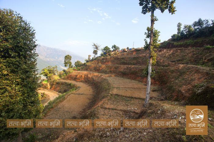 11 Ropani land near Chahare, Nuwakot on Sale.