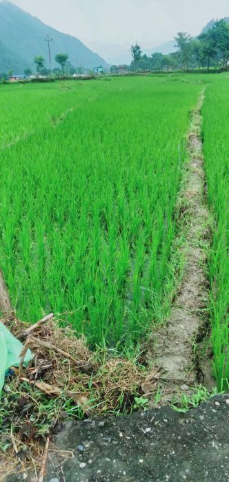 Land on sale in lamjung bhotewodar sudarbazar 8 muncipality