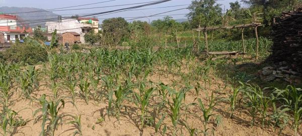 HOUSE FOR SALE IN JAMUNE, TANAHUN.