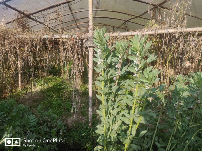 Land sale in Balambu Kathmandu