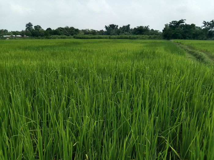 Land in sell jhapa bhadrapur