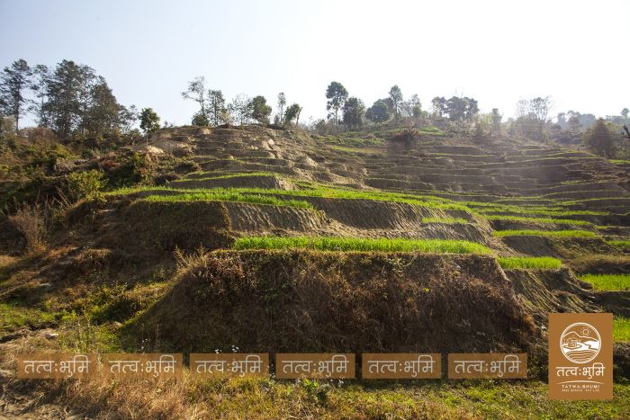 10 Ropani land in Matragaun, Nuwakot on Sale