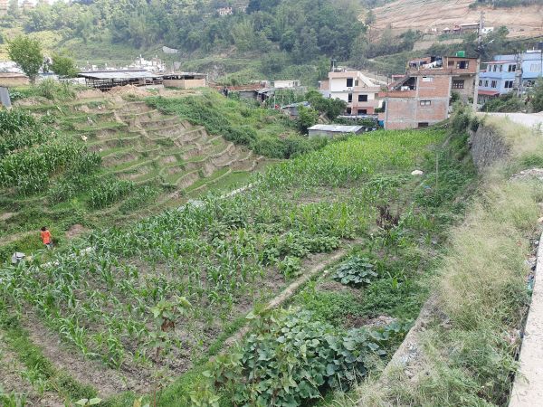 LAND FOR SALE IN THAIBA,LALITPUR @ NPR 21 LAKH