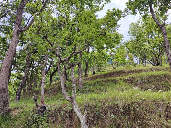 2 Ropani Land on Sale at Dahachowk