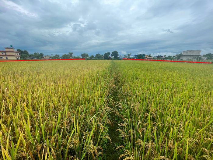 Land with house sell