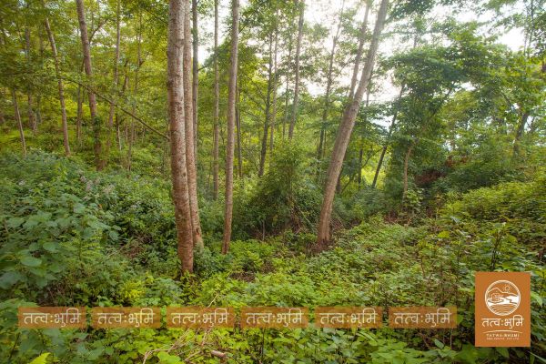5 Ropani land for sale in Ranipauwa - Nuwakot