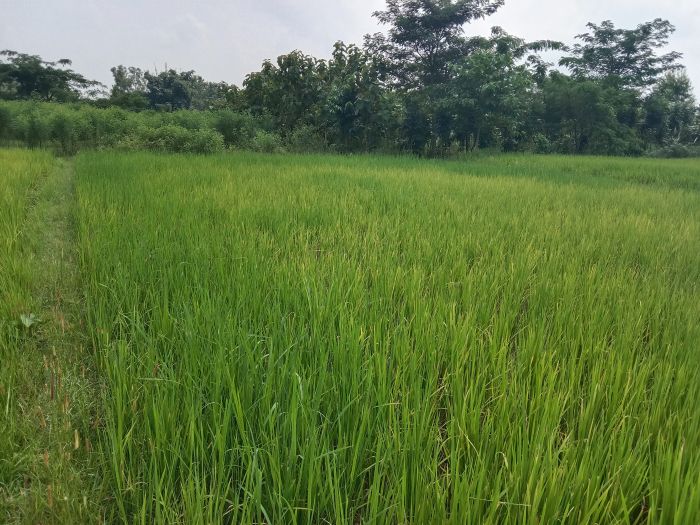 Land in sell jhapa bhadrapur