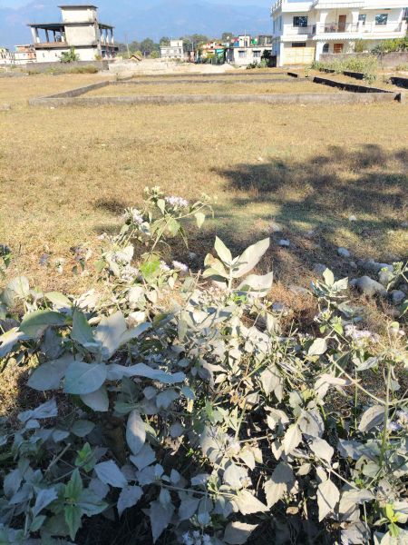 Land 15 dhur at sangam chowk gaidakot Land 15 dhur at sangam chowk gaidakot