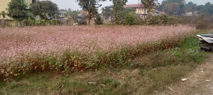 Land for Sale Near Valmiki School.