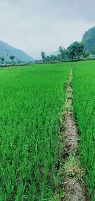 Land on sale in lamjung bhotewodar sudarbazar 8 muncipality