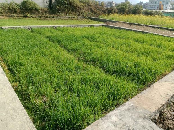 Land On Sale at Harisiddhi, Lalitpur