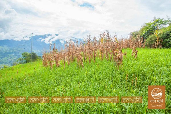12 Ropani land for sale in Kabilash - Nuwakot.