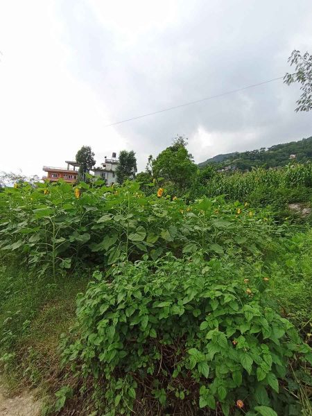land on sale at budhanilkantha