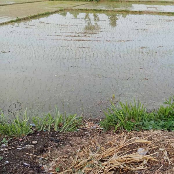 Agriculture land sale at sarlahi, barahthwa ward no1