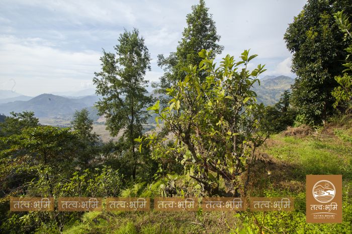 3 Ropani land for sale Katheri, Nuwakot.