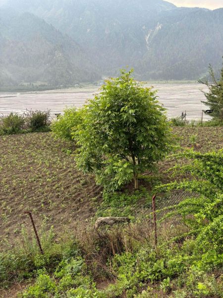 Farm house and farmland 
