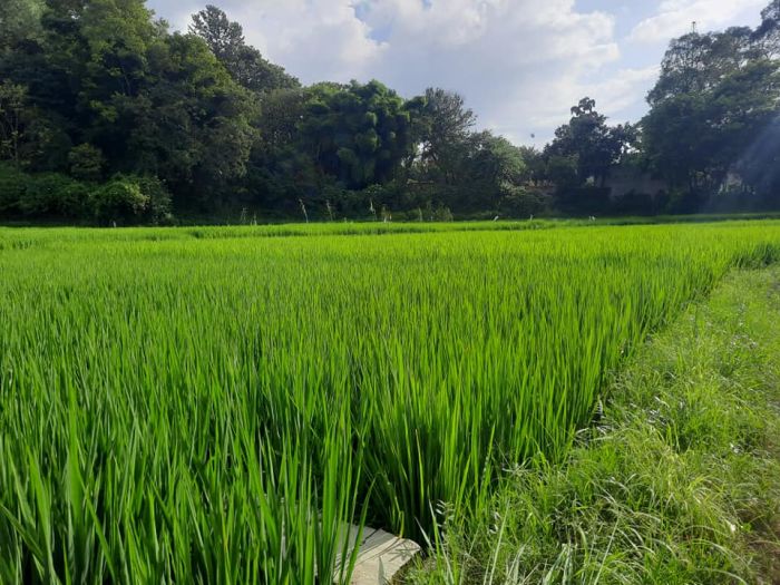 Land for sale in Sallaghari Bhaktapur