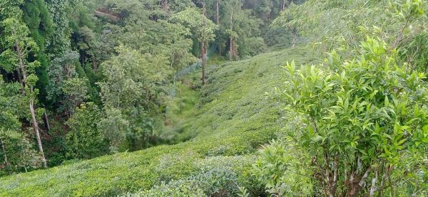 Land in the queen of hills kanyam,ilam