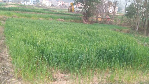 14 aana land on sale at Lamatar Lalitpur