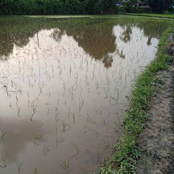 Agriculture land sale at sarlahi, barahthwa ward no1