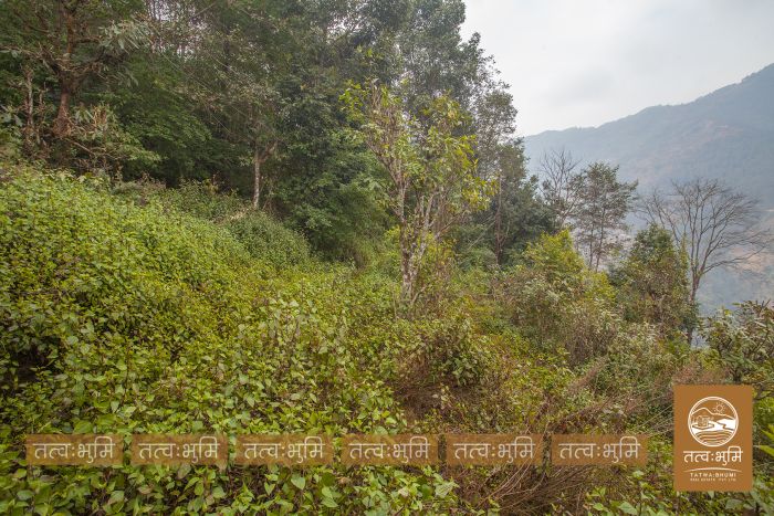 10 Ropani land in Ranipauwa for Sale.