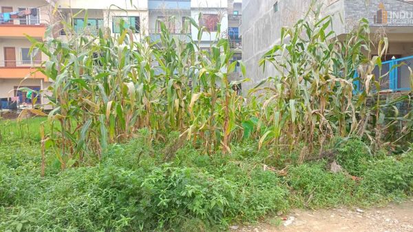 Land On Sale at Bode Planning Thimi, Bhaktapur