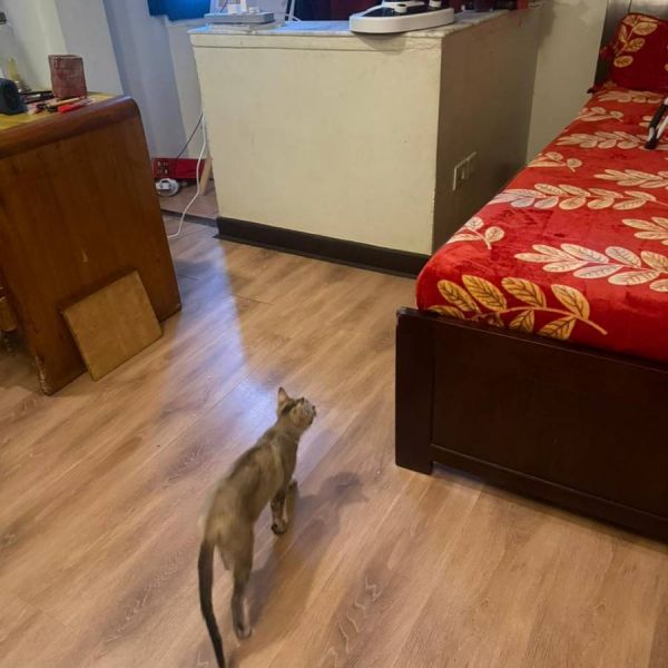 Apartment on rent at Dhapakhel