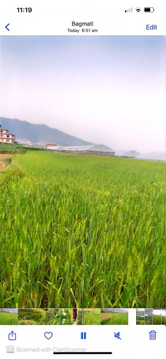 Godavari  Single plot 26 Anna, Land for sale - Negotiable