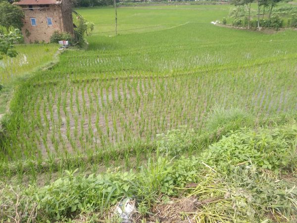 3 ropani khubu sadak between ajima &4 no. Hanuman bhatta