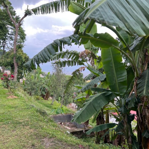 Big land for sale In Lubhu Lamatar.