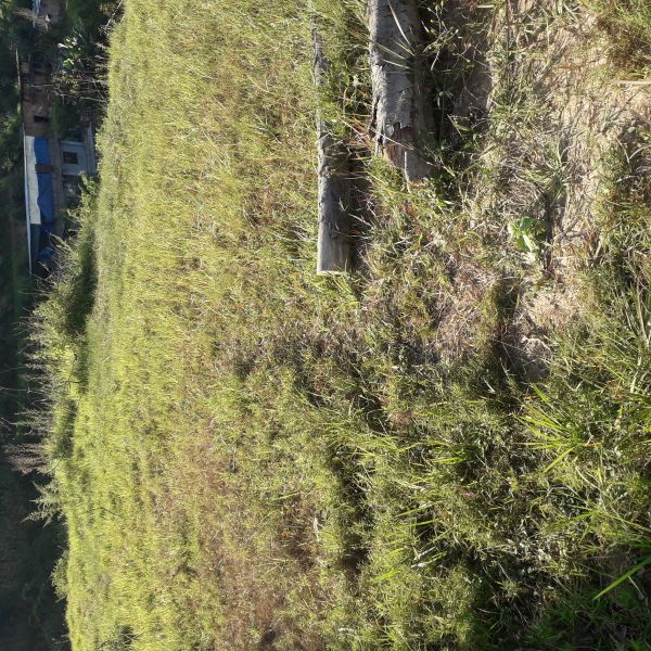 Semi commercial land for sale at Khawa kavrepalanchowk Semi commercial land for sale at Khawa kavrepalanchowk