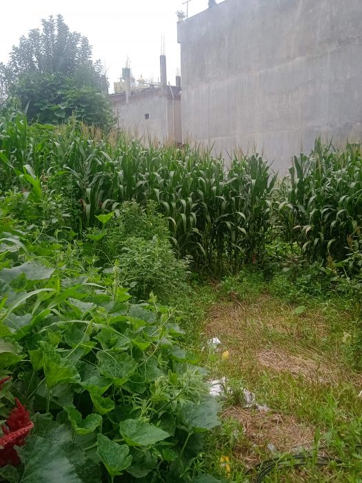 New Land For Sale at Tikathali-5