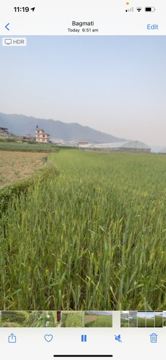 Godamchaur, Godavari 