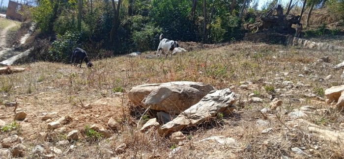 Land For Sale 10 Lakhs Per Anna at Dahachowk , Chandragiri