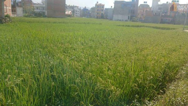 Land On Sale at Tikathali, Lalitpur