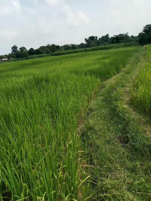 Land in sell jhapa bhadrapur