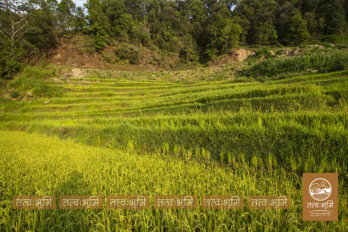 6 Ropani Land On Sale at Thaprek, Nuwakot